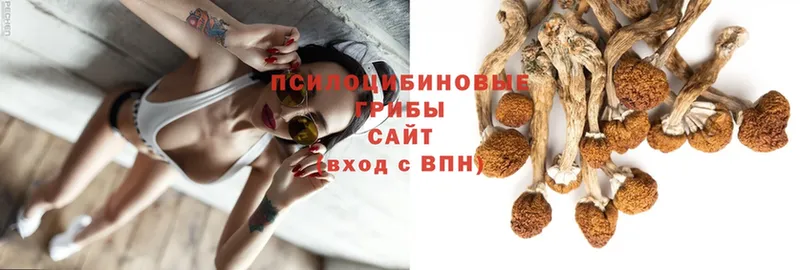 купить наркотики сайты  Дно  Псилоцибиновые грибы MAGIC MUSHROOMS 